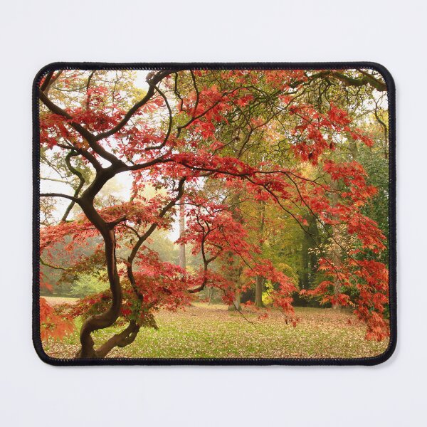 Item preview, Acer light designed and sold by miradorpictures.