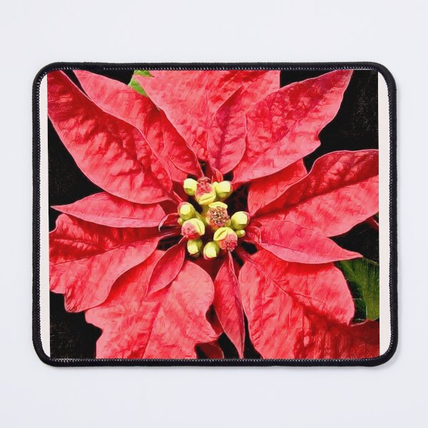 Item preview, Poinsétia - Euphorbia pulcherrima Bico de papagaio  designed and sold by Helios Be. Lavsh.