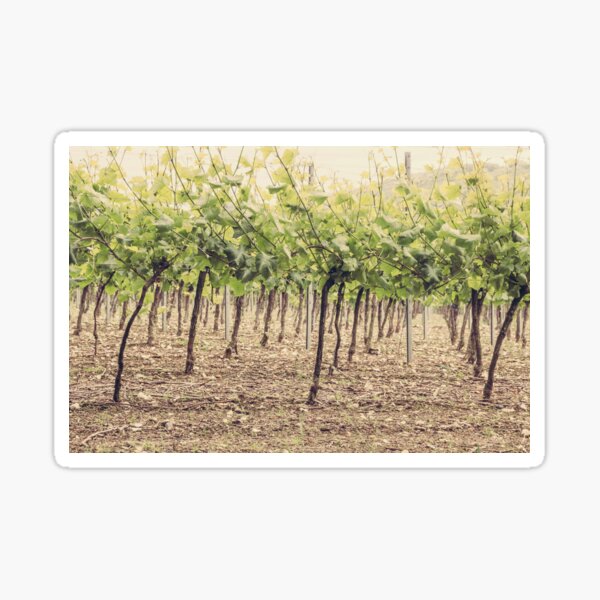 Item preview, Vineyard  designed and sold by Debra Cox.