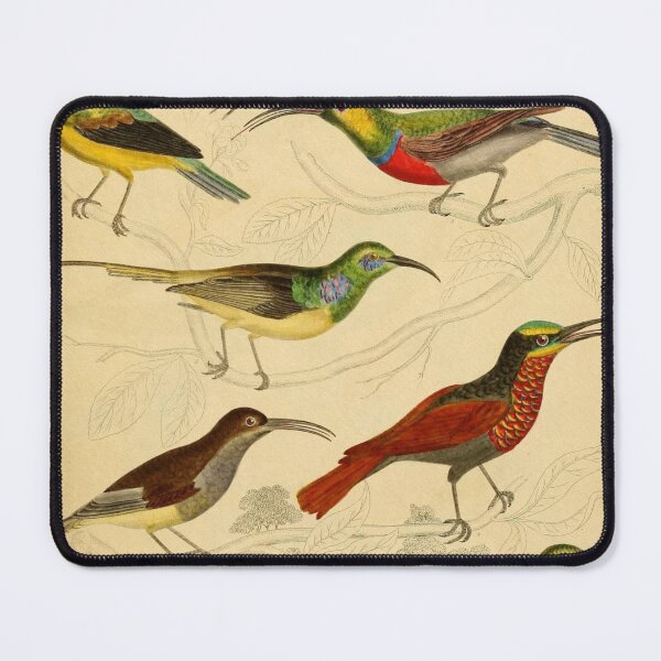 Item preview, Sunbird Vintage Illustrations designed and sold by CoconutArt10.