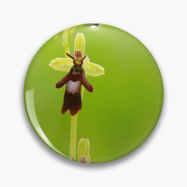 Item preview, Fly orchid designed and sold by miradorpictures.