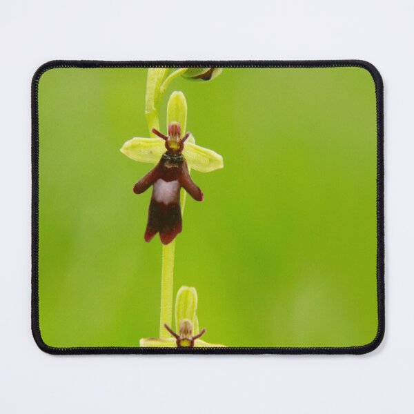 Item preview, Fly orchid designed and sold by miradorpictures.