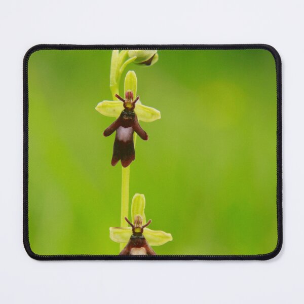 Item preview, Orchid rising  designed and sold by miradorpictures.