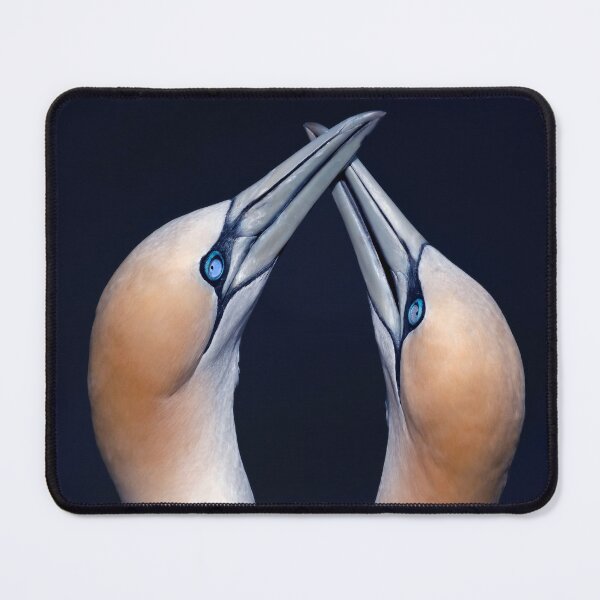Item preview, Gannets designed and sold by Tom McPherson Photography.
