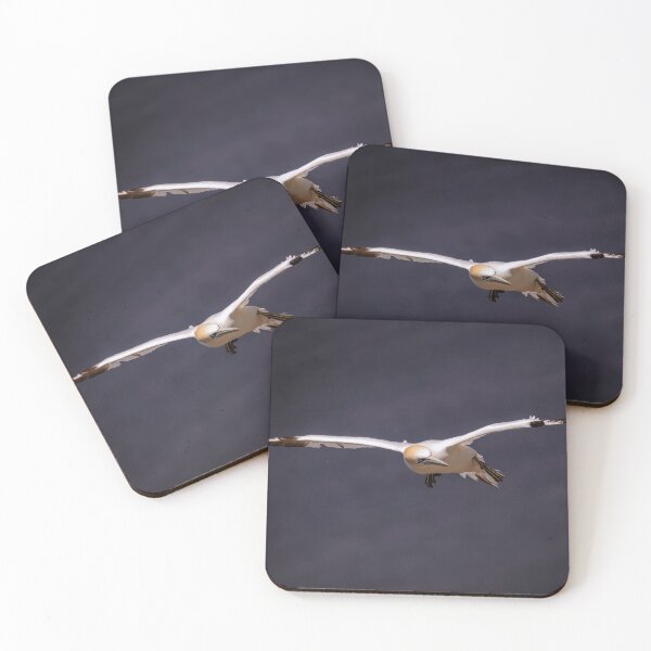 Item preview, Gannet in Flight designed and sold by Tom McPherson Photography.
