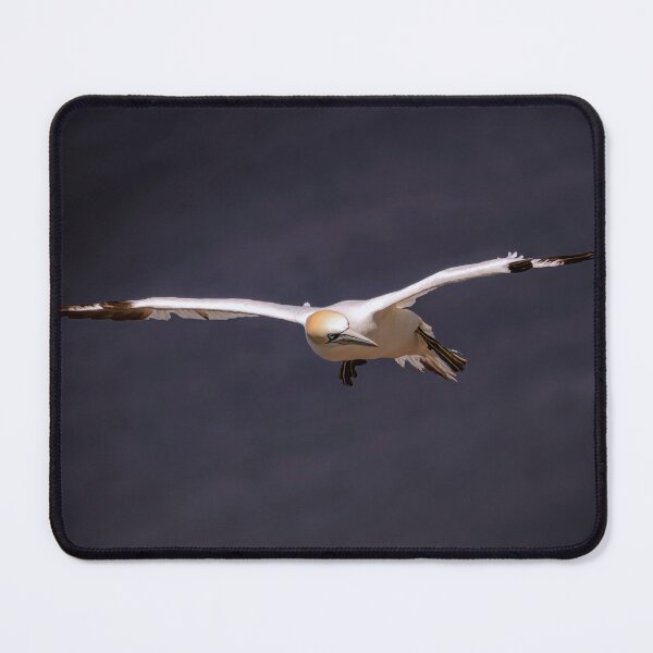 Item preview, Gannet in Flight designed and sold by Tom McPherson Photography.