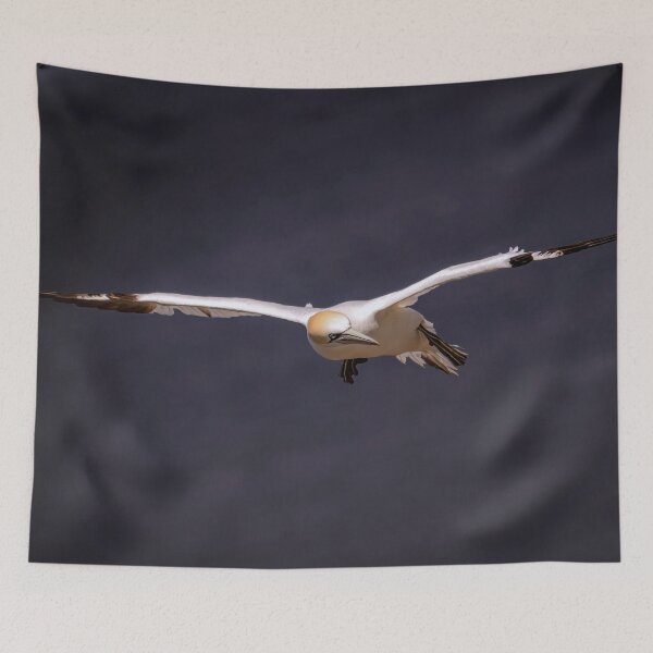 Item preview, Gannet in Flight designed and sold by Tom McPherson Photography.