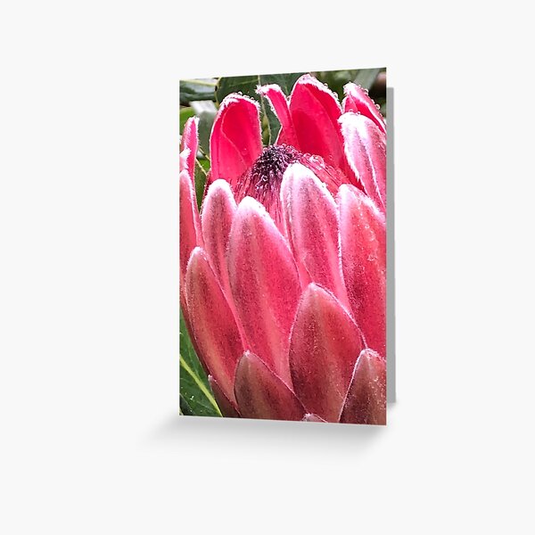 Item preview, Pink Protea Flower after rain designed and sold by smh2.