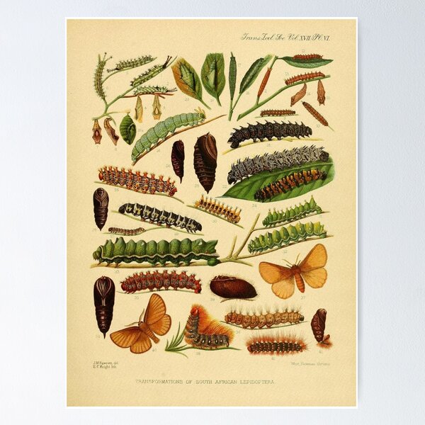 Item preview, Caterpillar and Butterfly Vintage Illustrations designed and sold by CoconutArt10.