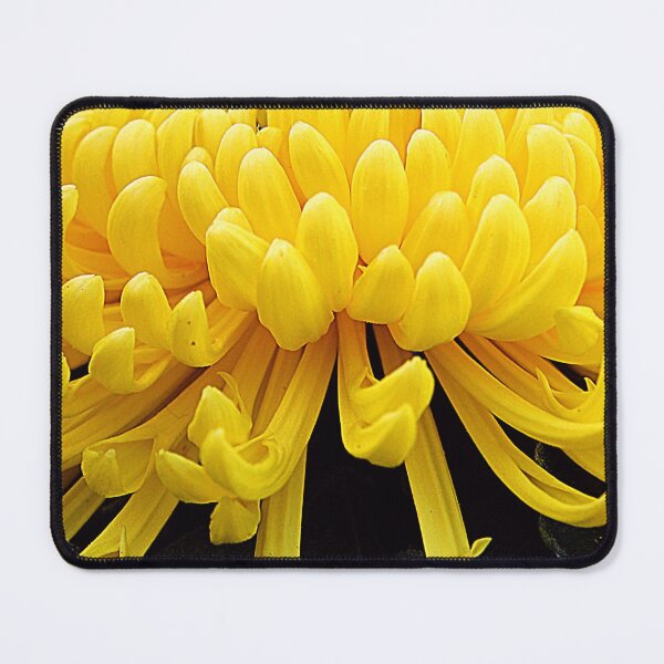 Item preview, Yellow Chrysanthemums Convey Warmth, Affection, and A Sense of Vitality. designed and sold by SL Timeless Moments .
