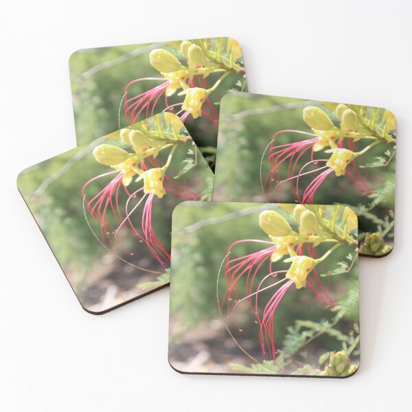 Item preview, Desert Bird of Paradise Bloom – Vibrant Yellow & Red Wildflower Photography designed and sold by John-NW-Shop.