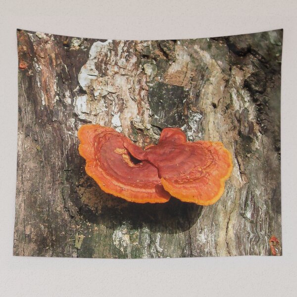 Item preview, Beautiful  Tree Fungus designed and sold by heatherfriedman.