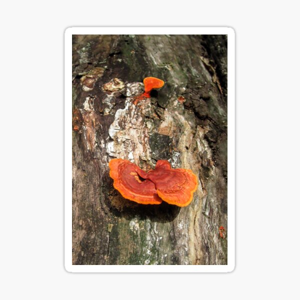 Item preview, Beautiful  Tree Fungus designed and sold by heatherfriedman.