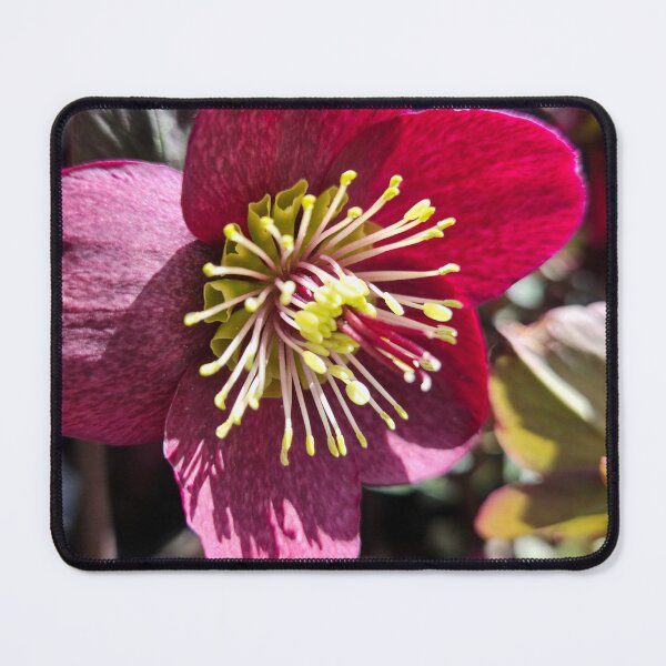 Item preview, Hellebore designed and sold by Betsy Phillips.