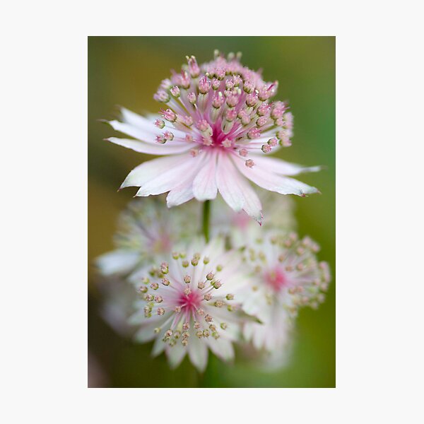 Astrantia Fireworks Photographic Print
