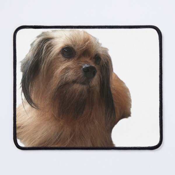 Item preview, my little best friend, portrait of a dog, A small brown dog lay down designed and sold by pipikijung.