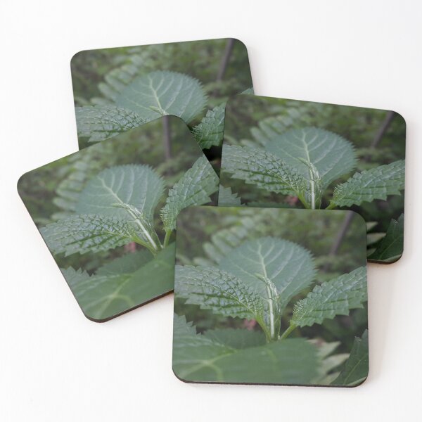 Item preview, Beautiful green leaf texture ||  Nature photography designed and sold by Yusuf-Design.