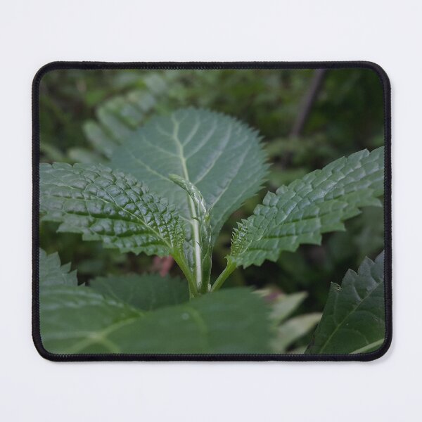 Item preview, Beautiful green leaf texture ||  Nature photography designed and sold by Yusuf-Design.