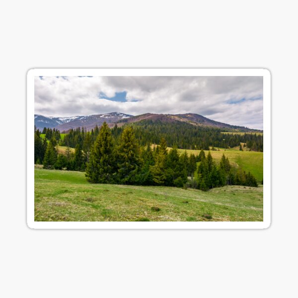 spruce trees on grassy hills in Carpathians Sticker