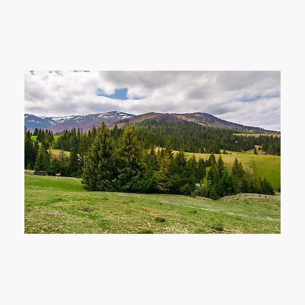 spruce trees on grassy hills in Carpathians Photographic Print