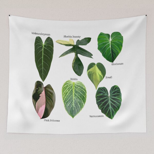 Item preview, Philodendron types - plant leaves  designed and sold by LivsPlantHouse.