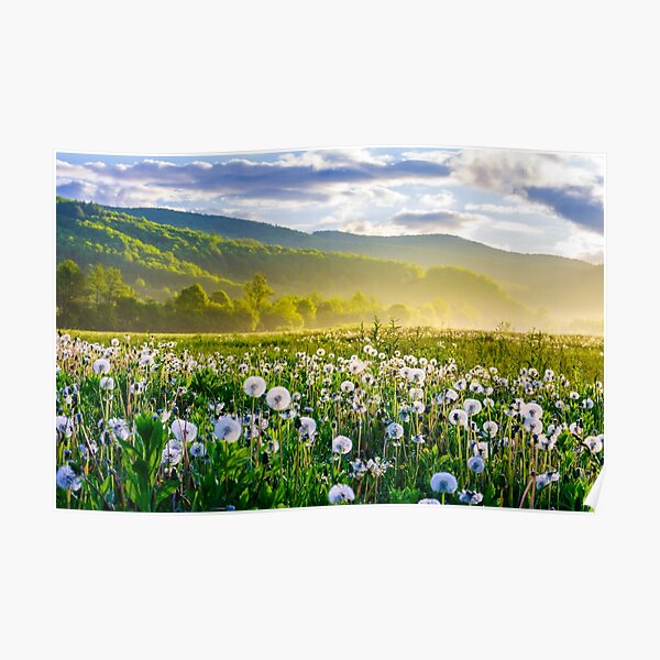 dandelion field on foggy sunrise Poster