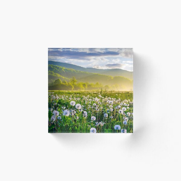 dandelion field on foggy sunrise Acrylic Block