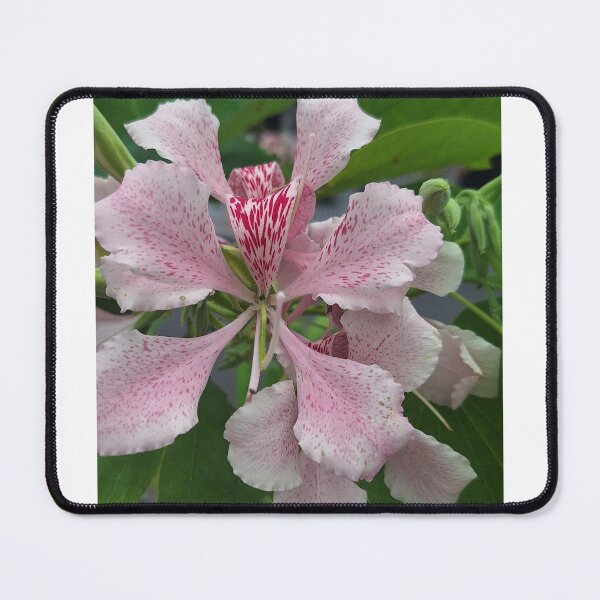 Item preview, Pink Bauhinia designed and sold by Quantum-Life.