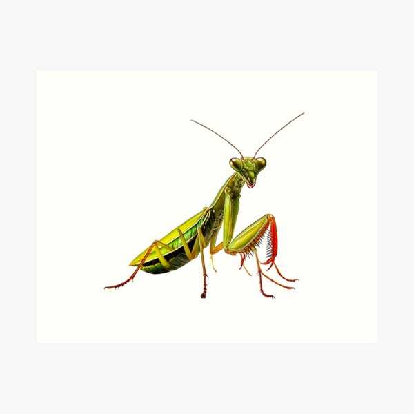 Item preview, Praying Mantis Portrait Design designed and sold by Futurebeachbum.