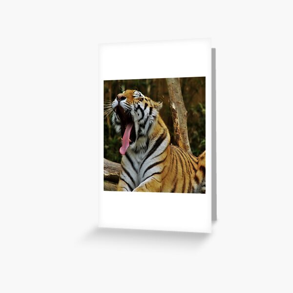 Artikel-Vorschau von Oranger Tiger, designt und verkauft von Design-Shop25.