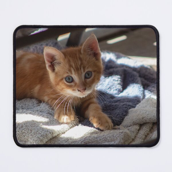 Item preview, Orange Kitten on the deck 2021 designed and sold by SeenbyStraub.