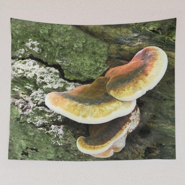 Aperçu de l'œuvre Champignon d'arbre créée et vendue par heatherfriedman.