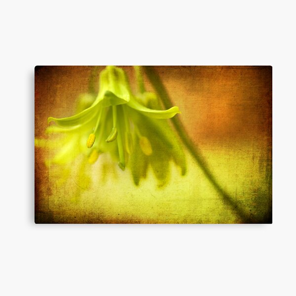 Textured Wildflower Canvas Print