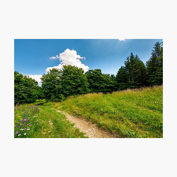 footpath trough the glade in forest Photographic Print