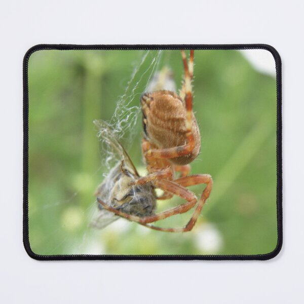 Item preview, Spider Caught a Bee Photograph designed and sold by naturegallery.