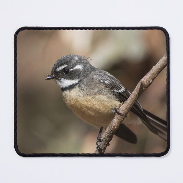 Item preview, Beautiful Gray Fantail designed and sold by David Hibberd.