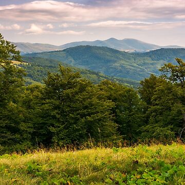 Artwork thumbnail, beech forest of Carpathian mountains in afternoon by mike-pellinni