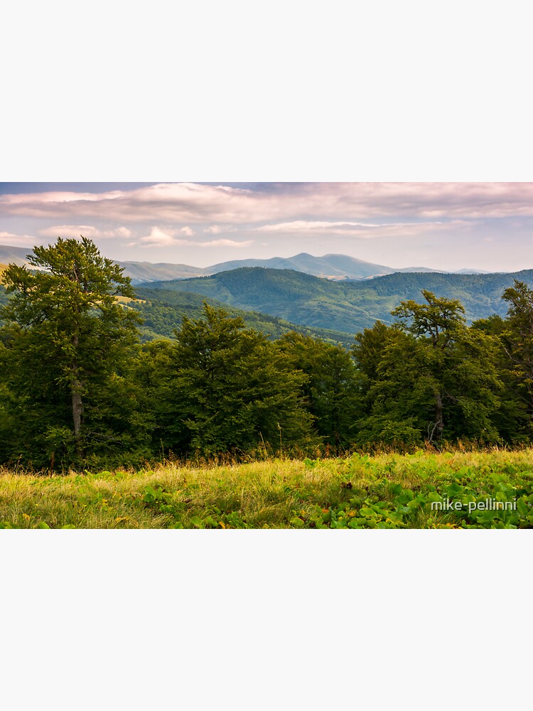 Thumbnail 3 of 3, Sticker, beech forest of Carpathian mountains in afternoon designed and sold by mike-pellinni.