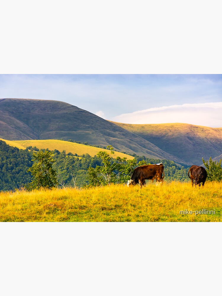 cows grazing near beech forest in mountains by mike-pellinni