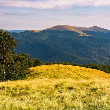 Artwork thumbnail, beech tree on grassy hillside in evening by mike-pellinni