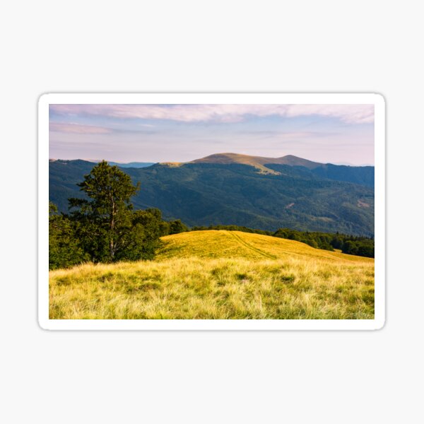 beech tree on grassy hillside in evening Sticker