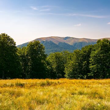 Artwork thumbnail, beech forest at the foot of Apetska mountain by mike-pellinni