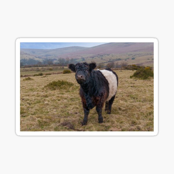 Item preview, Belted Galloway Standing Proud on Dartmoor Farmland designed and sold by rawshutterbug.