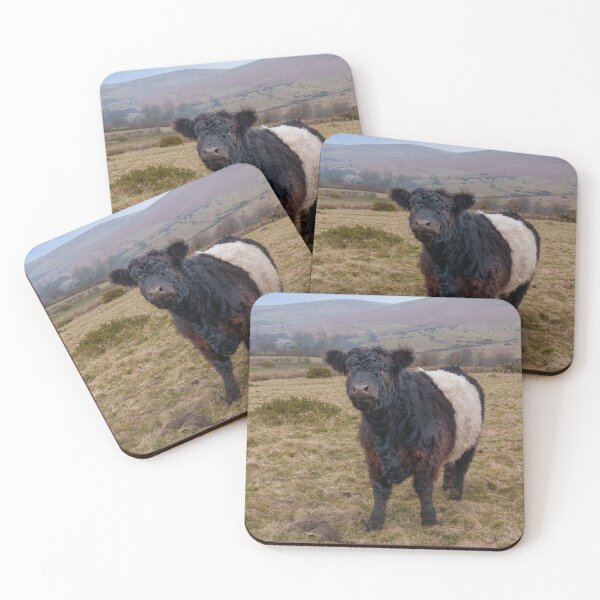 Item preview, Belted Galloway Standing Proud on Dartmoor Farmland designed and sold by rawshutterbug.
