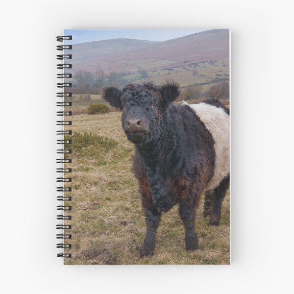 Item preview, Belted Galloway Standing Proud on Dartmoor Farmland designed and sold by rawshutterbug.