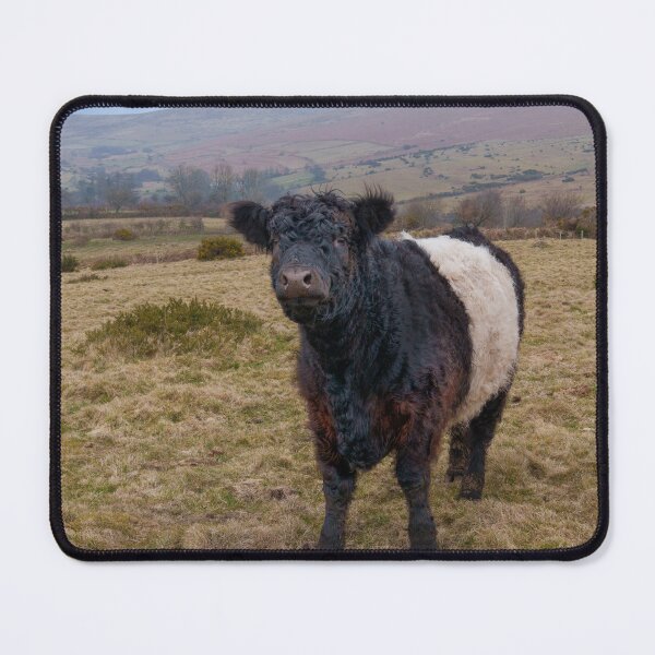 Item preview, Belted Galloway Standing Proud on Dartmoor Farmland designed and sold by rawshutterbug.
