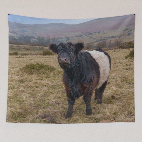 Item preview, Belted Galloway Standing Proud on Dartmoor Farmland designed and sold by rawshutterbug.