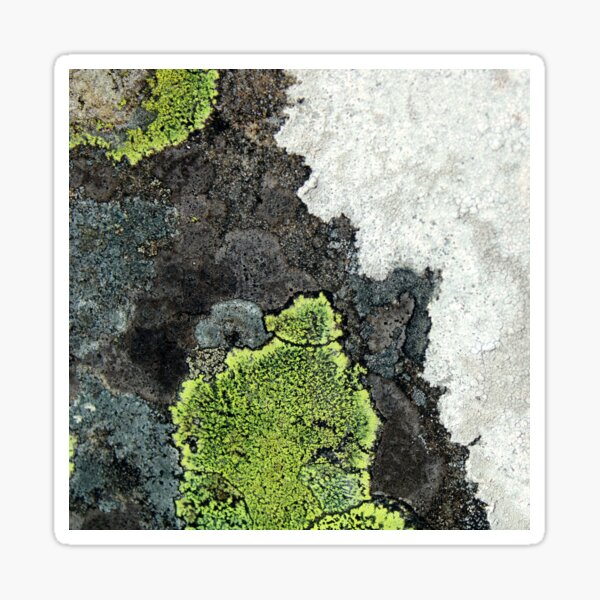 Item preview, lichen designed and sold by KathleenDawson.