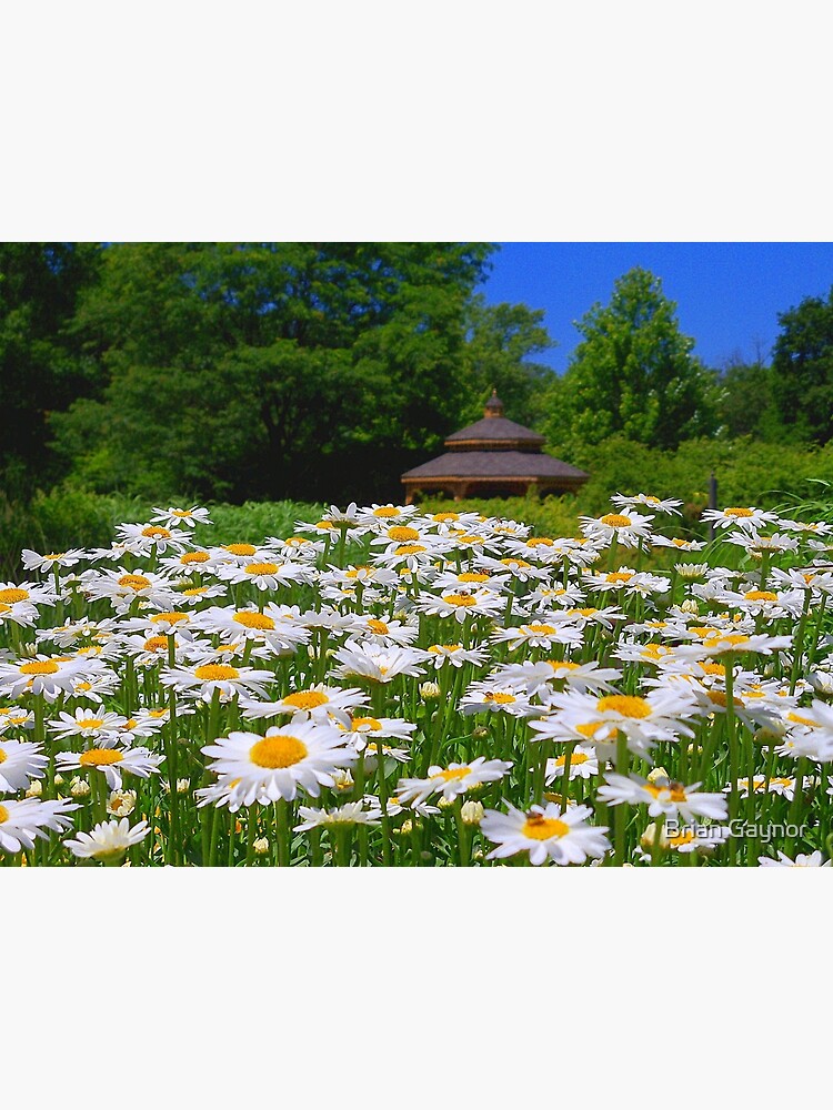 Pushing Up Daisies by bgaynor