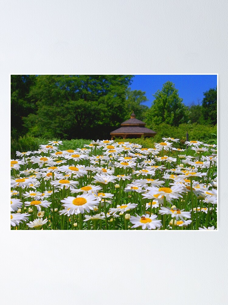 Alternate view of Pushing Up Daisies Poster